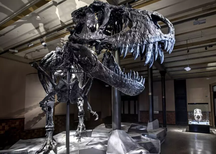 Berlin Museum of Natural History