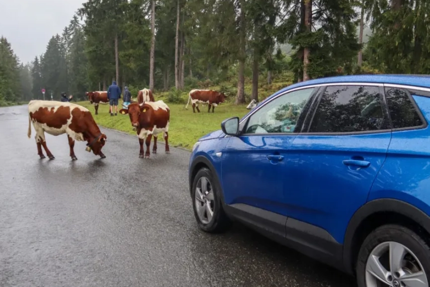 rental car germany rental car germany